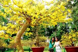 Video: Hoa Xuân mọi miền